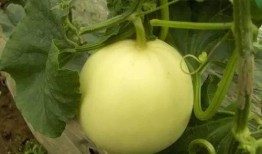 甜瓜游乐场最新更新爆料